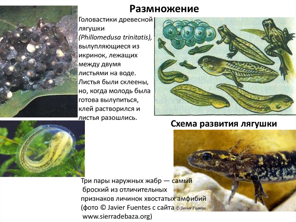 Форма тела головастика. Размножение головастиков. Головастик древесной лягушки. Размножение лягушек. Как размножаются лягушки и Жабы.