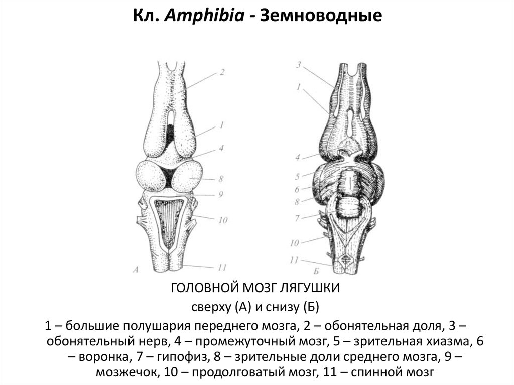 Мозг амфибии картинка