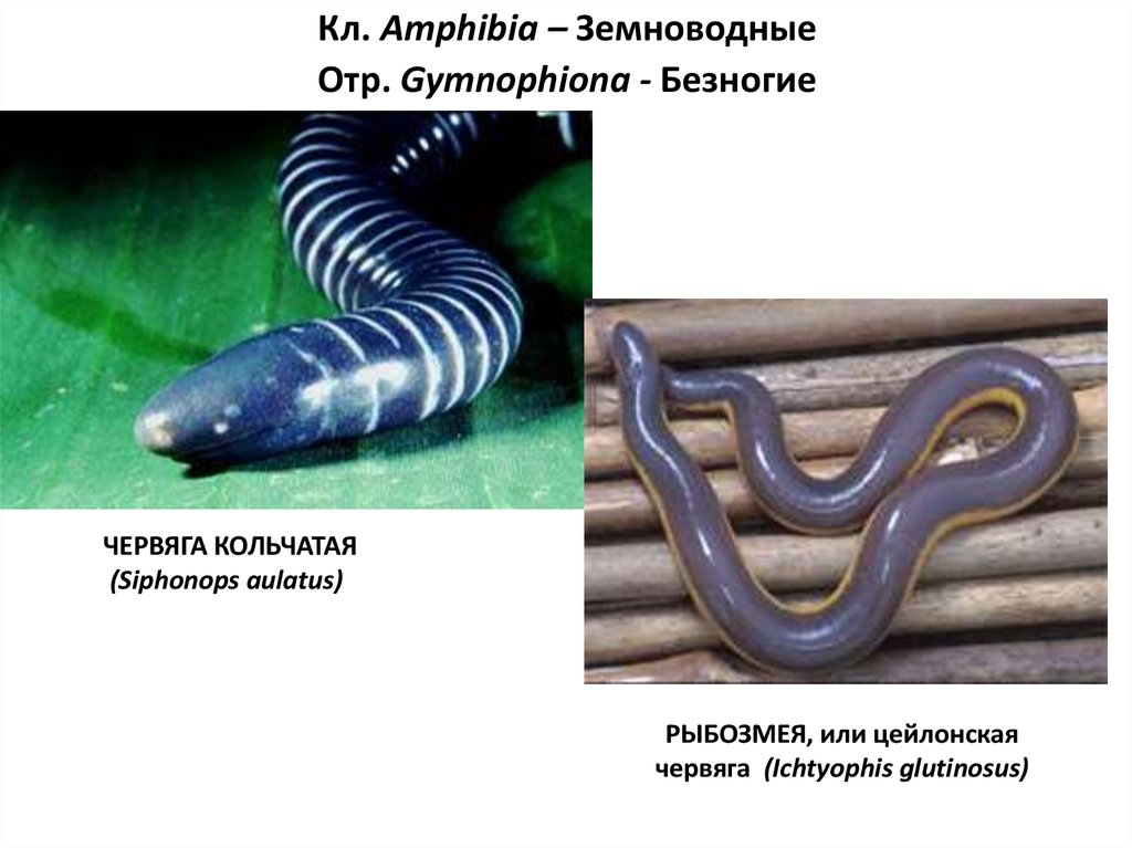 Внешнее строение безногих