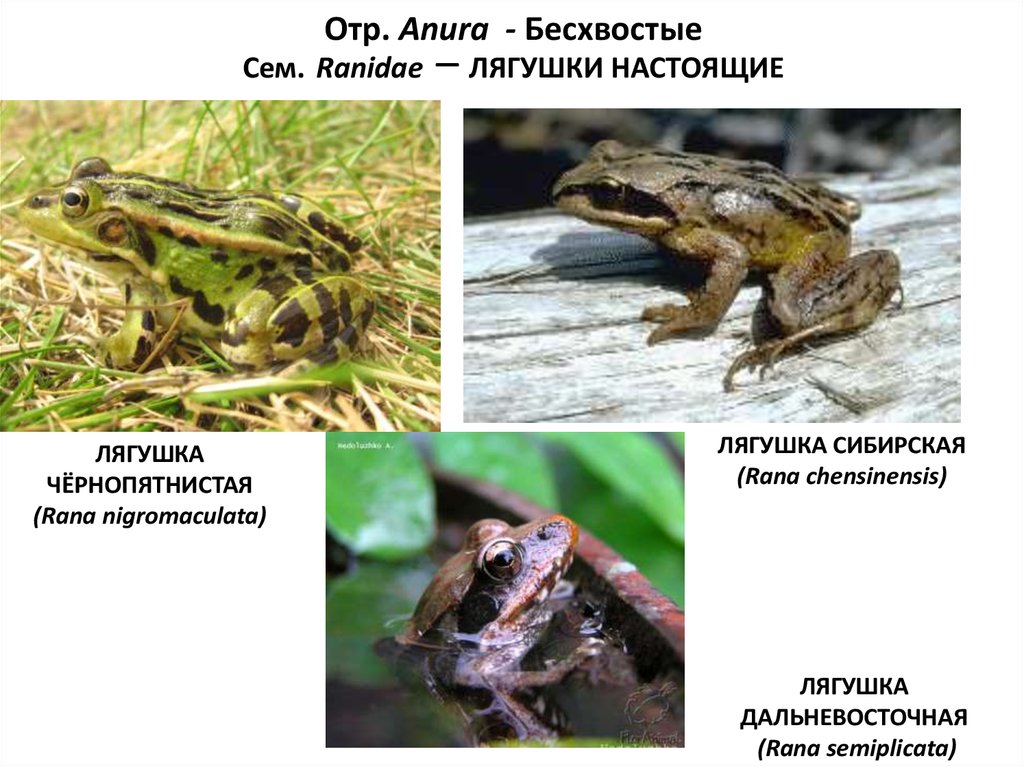 Сибирская лягушка презентация