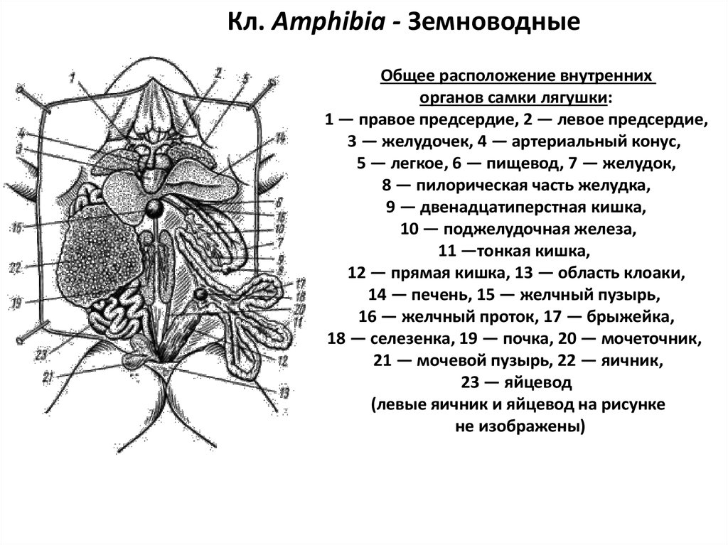 Общее расположение. Топография внутренних органов лягушки. Общая топография внутренних органов земноводных. Общее расположение внутренностей самки лягушки. Общее расположение внутренних органов самки лягушки.