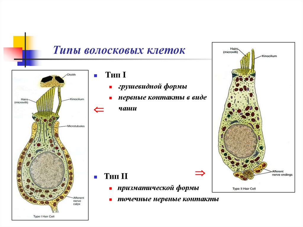 Схема строения волосковых клеток