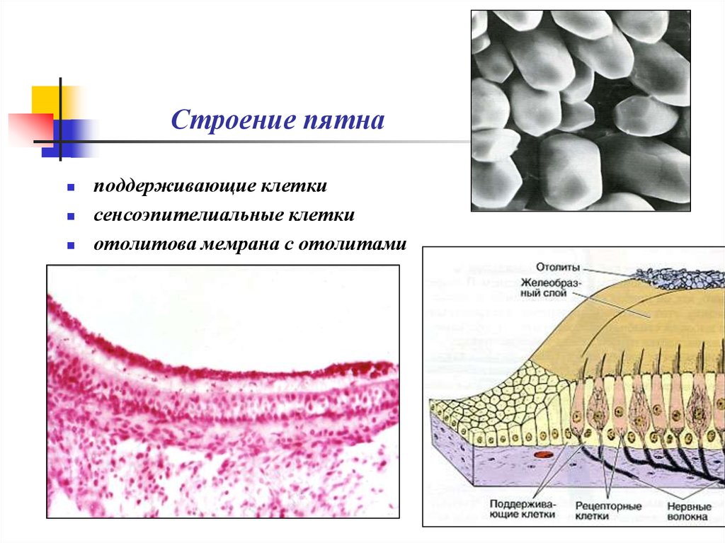 Схема строения макулы