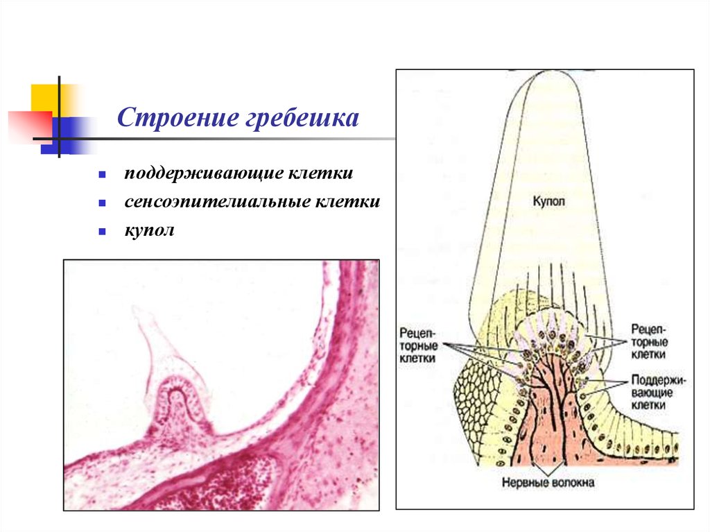 Рак ампулярного отдела