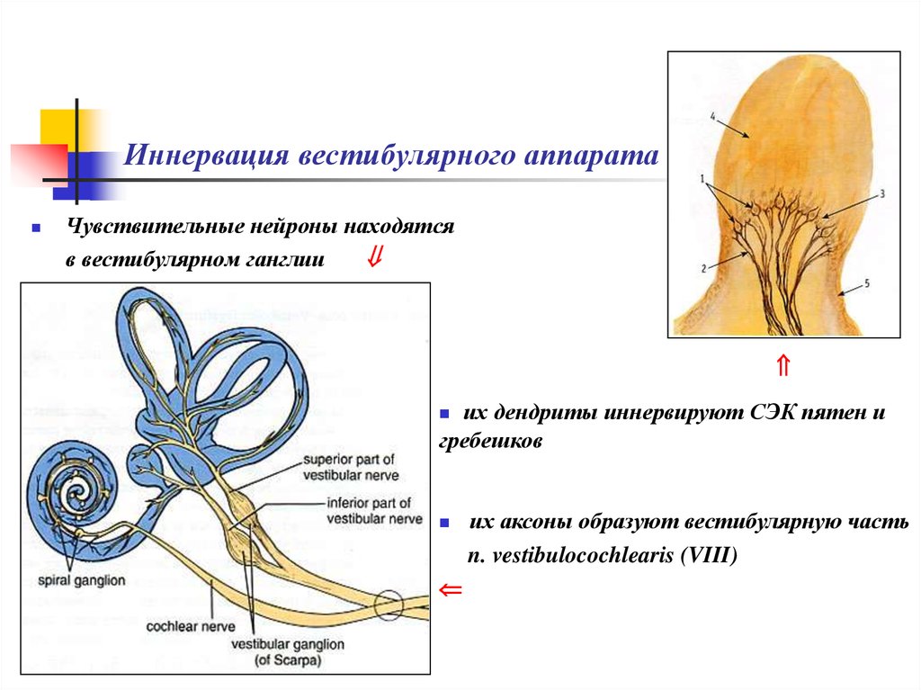 Где расположен вестибулярный анализатор