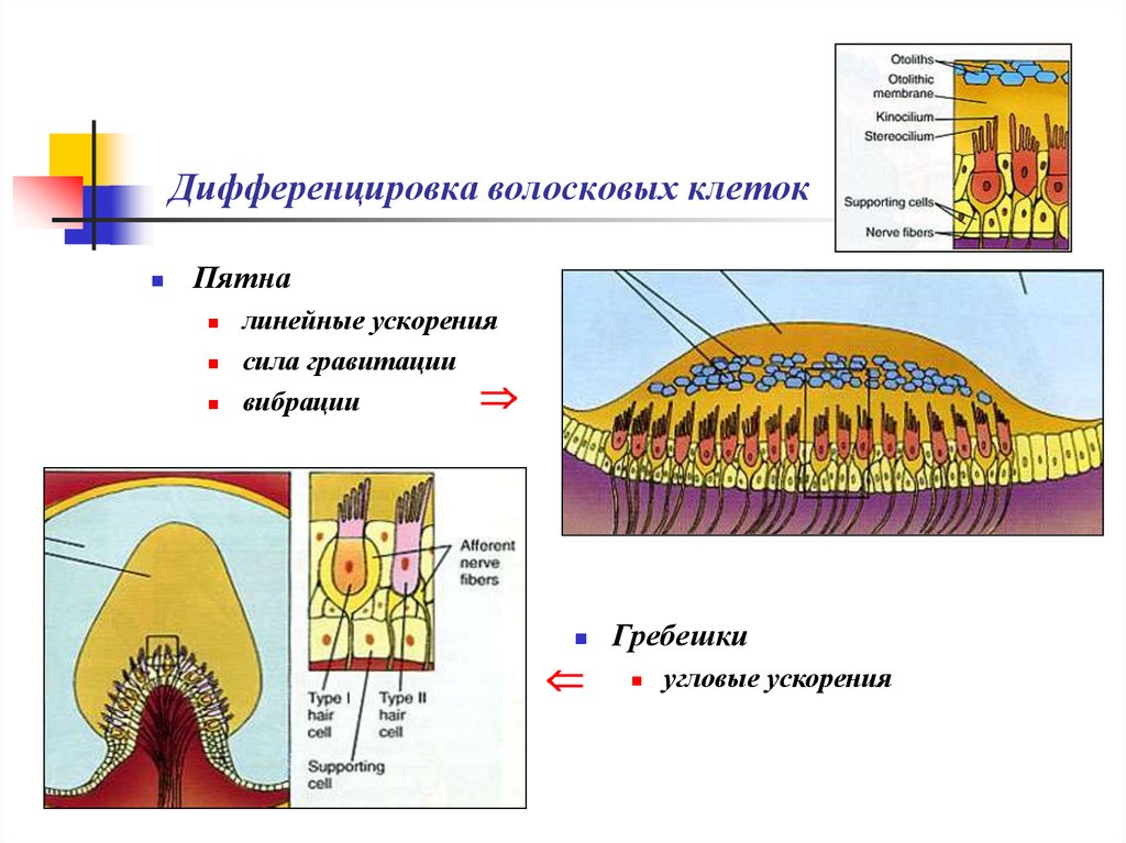 Волосковые клетки в ухе. Волосковые клетки органа равновесия. Рецепторы вибрации. Орган гравитации и равновесия. Рецептор гравитации и вибрации.