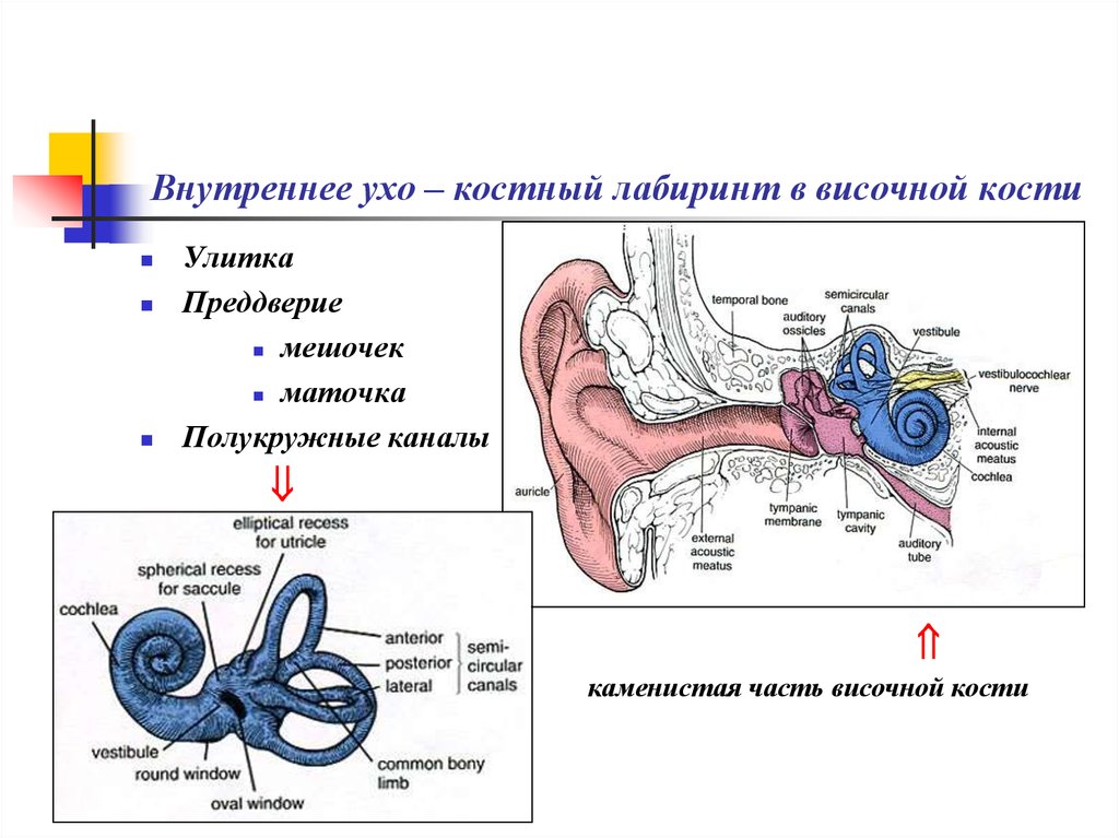 Внутреннее ухо орган равновесия