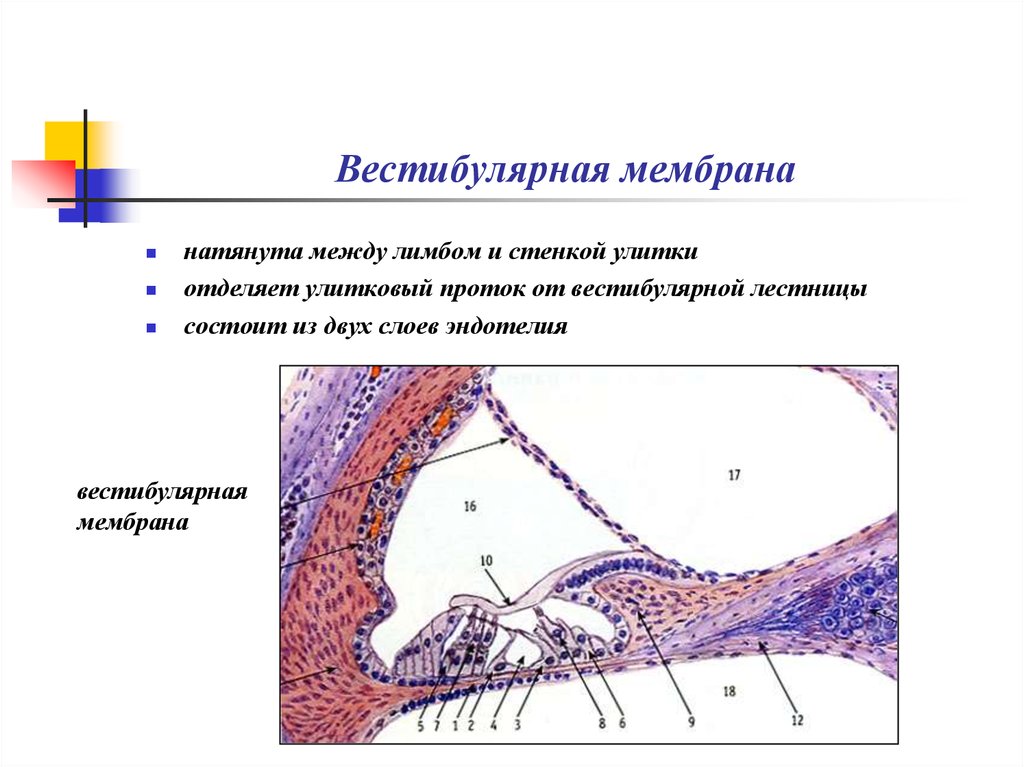 Стенки улитки. Улитка Кортиев орган гистология. Преддверная стенка улиткового протока. Вестибулярная лестница гистология. Преддверная мембрана Мейснера.