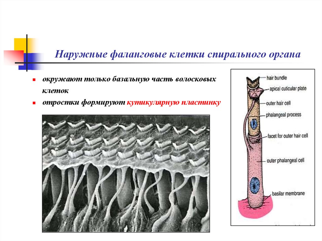 Наружные фаланговые клетки спирального органа