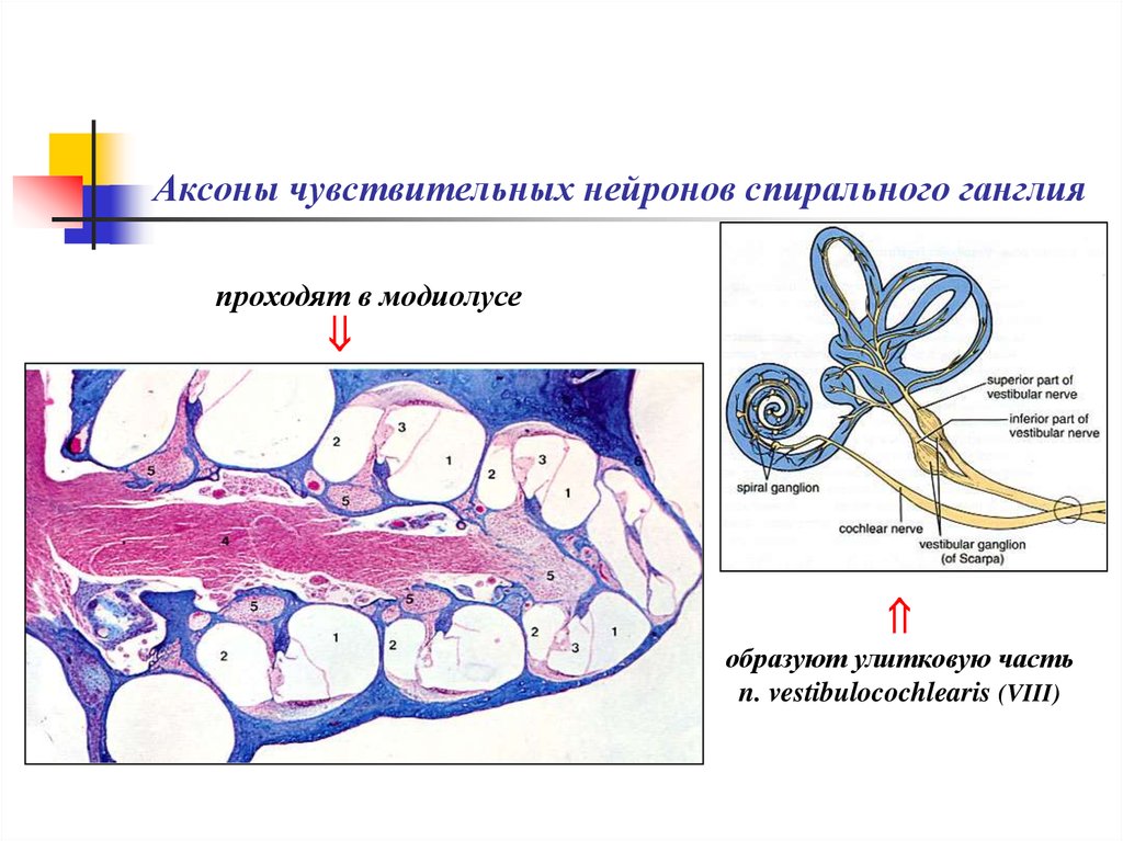 Что представляет собой ганглий