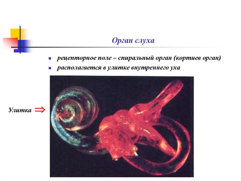 Спиральный орган внутреннего уха