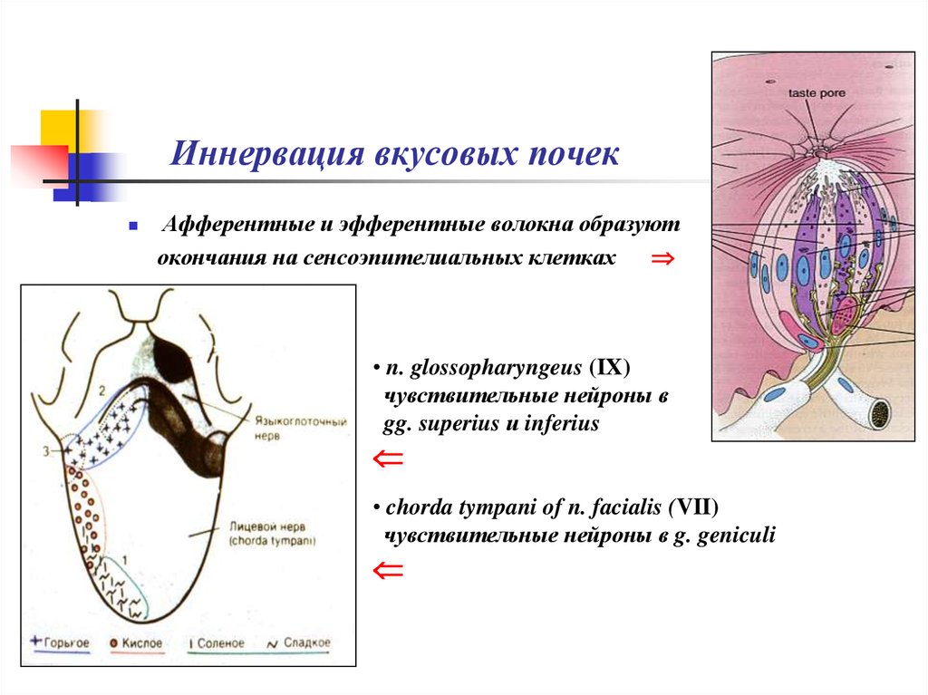 Иннервация языка анатомия схема