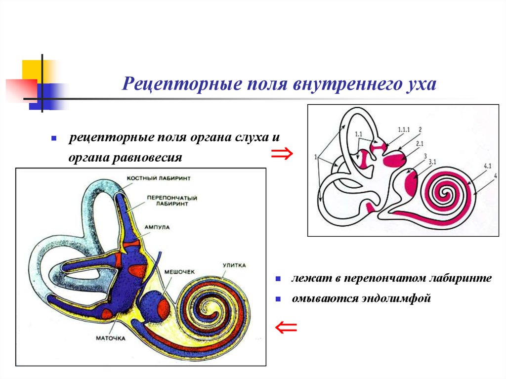 Эндолимфа улитки. Рецепторный аппарат внутреннего уха. Строение рецепторного аппарата внутреннего уха. Рецепторные аппараты внутреннего уха схема. Строение внутреннего уха орган слуха.