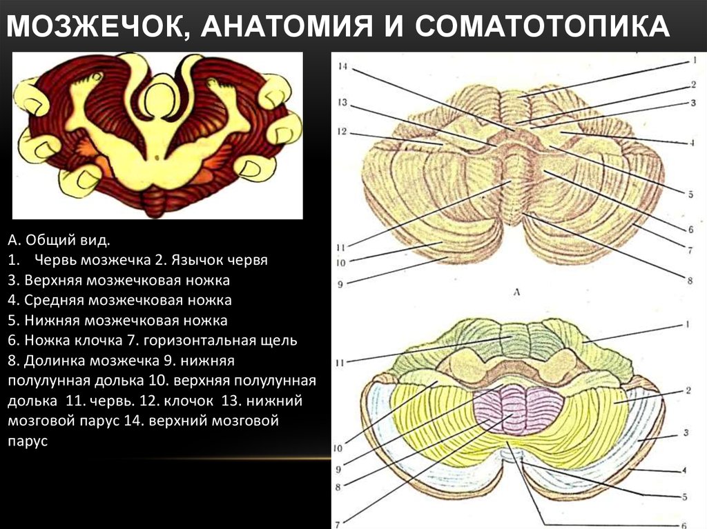 Строение мозжечка. Анатомия мозжечка неврология. Червь мозжечка анатомия. Строение червя мозжечка. Доли червя мозжечка анатомия.