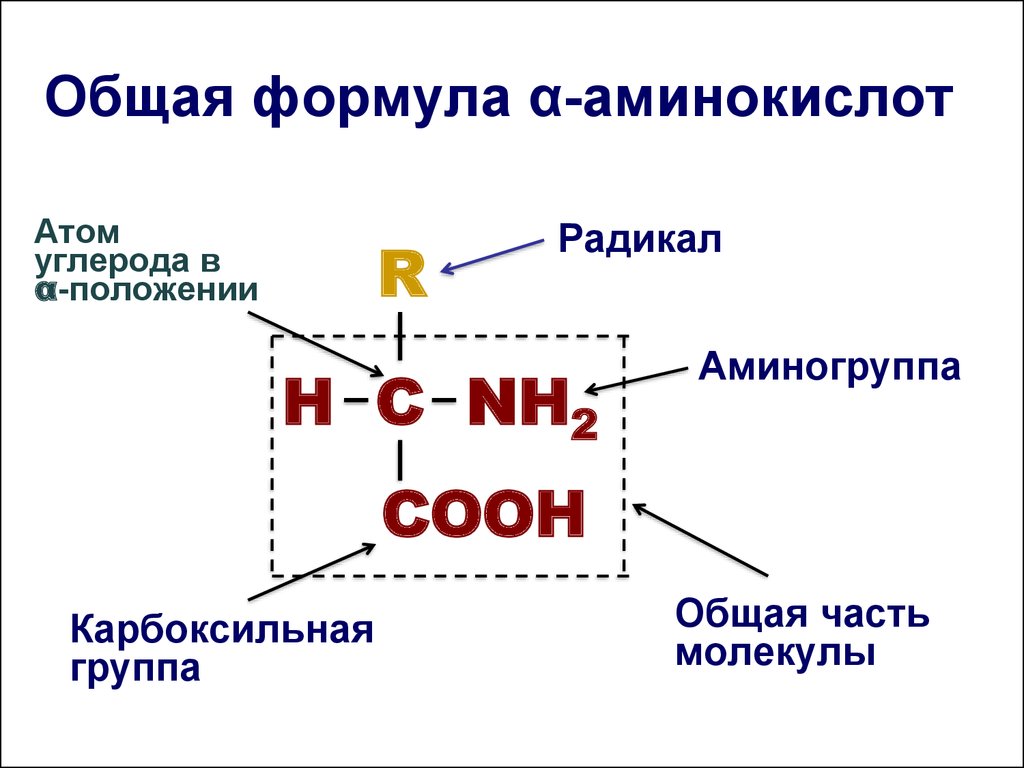 Общая формула α-аминокислот