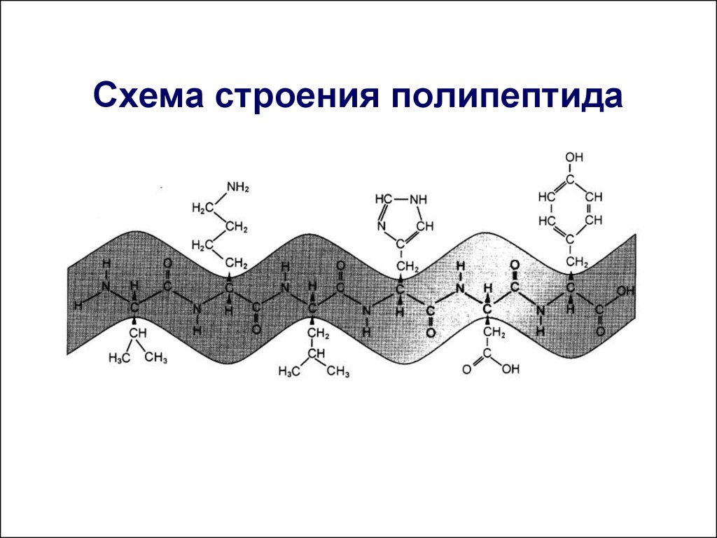 Фрагмент полипептида