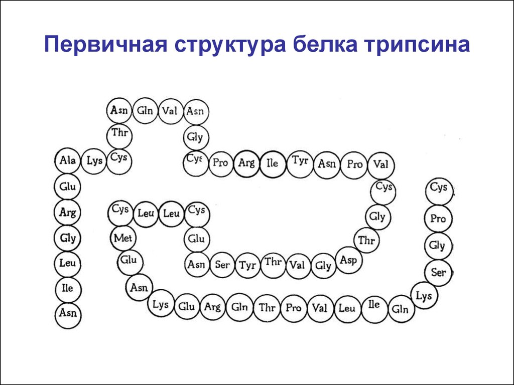 Первичная структура белков рисунок. Линейная структура белка. Первичная срукура елка. Первичная структура белка. Первичная структура белка схема.