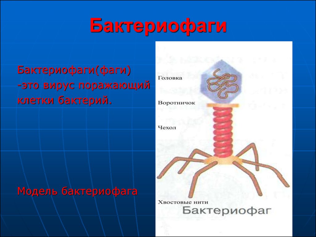 Контрольная работа по теме Бактериофаги и их свойства