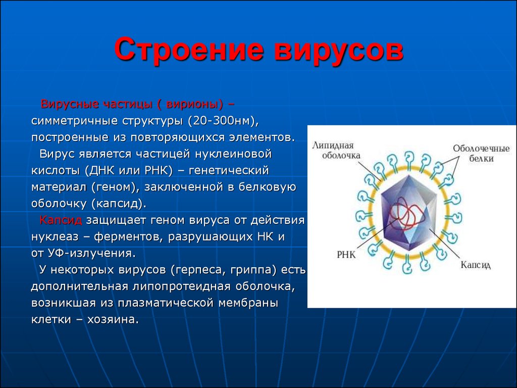 Особенности строения вирусов. Строение вирусов микробиология. Строение вируса. Вирус строение вируса. Структура вирусов микробиология.