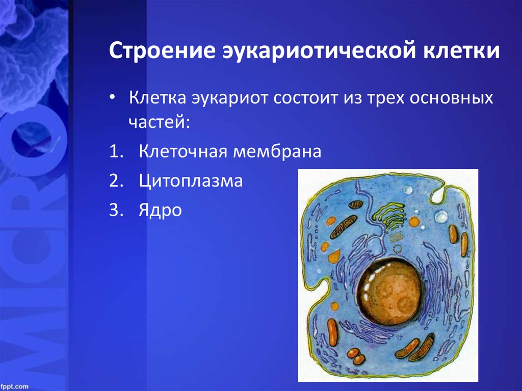 Что состоит из 1 клетки. Эукариотическая клетка органоиды. Строение эукариот эукариоты клеток. Клетки эукариот состоит из трех основных частей. Клетка строение эукариотической клетки.