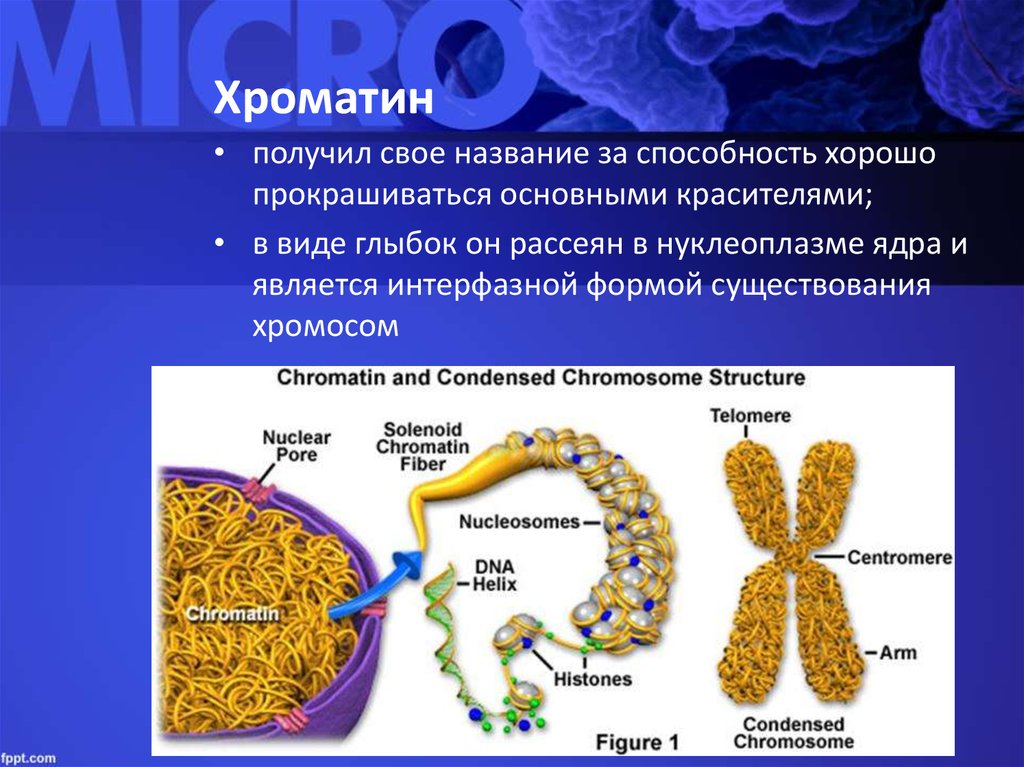 Хроматид в ядре. Строение ядра хроматин. Хроматин строение. Структура хроматина. Хроматин и хромосомы.