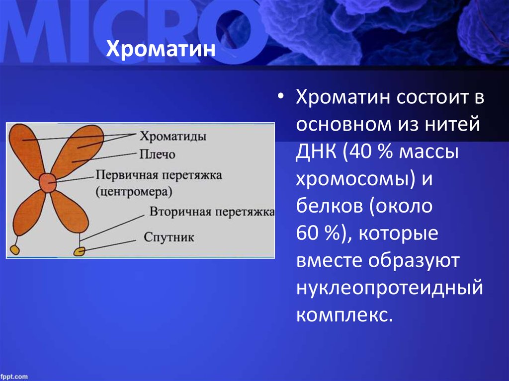 Хроматид в ядре. Хроматин хроматиды хромосомы. Строение хроматина и хромосомы. Хромосомы хроматин строение и функции. Хроматин строение.