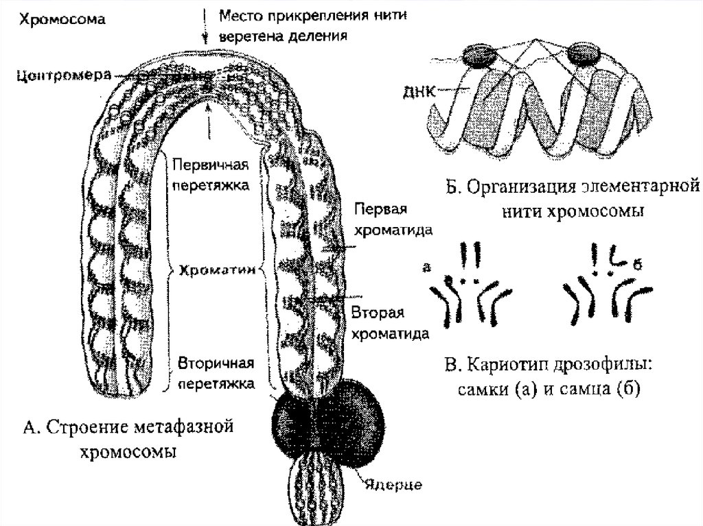 Внутреннее строение хромосом. Схема строения метафазной хромосомы. Схема метафазной хромосомы. Строение хромосомы схема с подписями. Схематическое строение хромосомы.