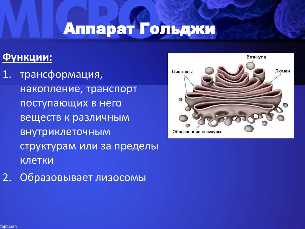 Лизосома мембранный органоид. Аппарат Гольджи функции органоида. Комплекс аппарат Гольджи функции. Аппарат Гольджи строение органоида.