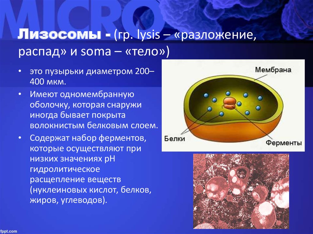 Строение органоида лизосомы. Структура лизосомы. Лизосомы функции в органелле. Строение лизосомы клетки. Клетка органоиды клетки лизосомы.