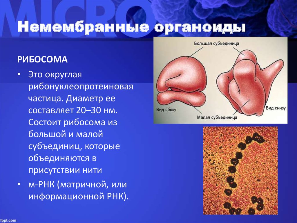 Немембранные органоиды клетки. Рибосомы немембранные строение. Немембранные органоиды клетки 10 класс. Немембранные органоиды малая субъединица. Немембранные органоиды рибосомы.