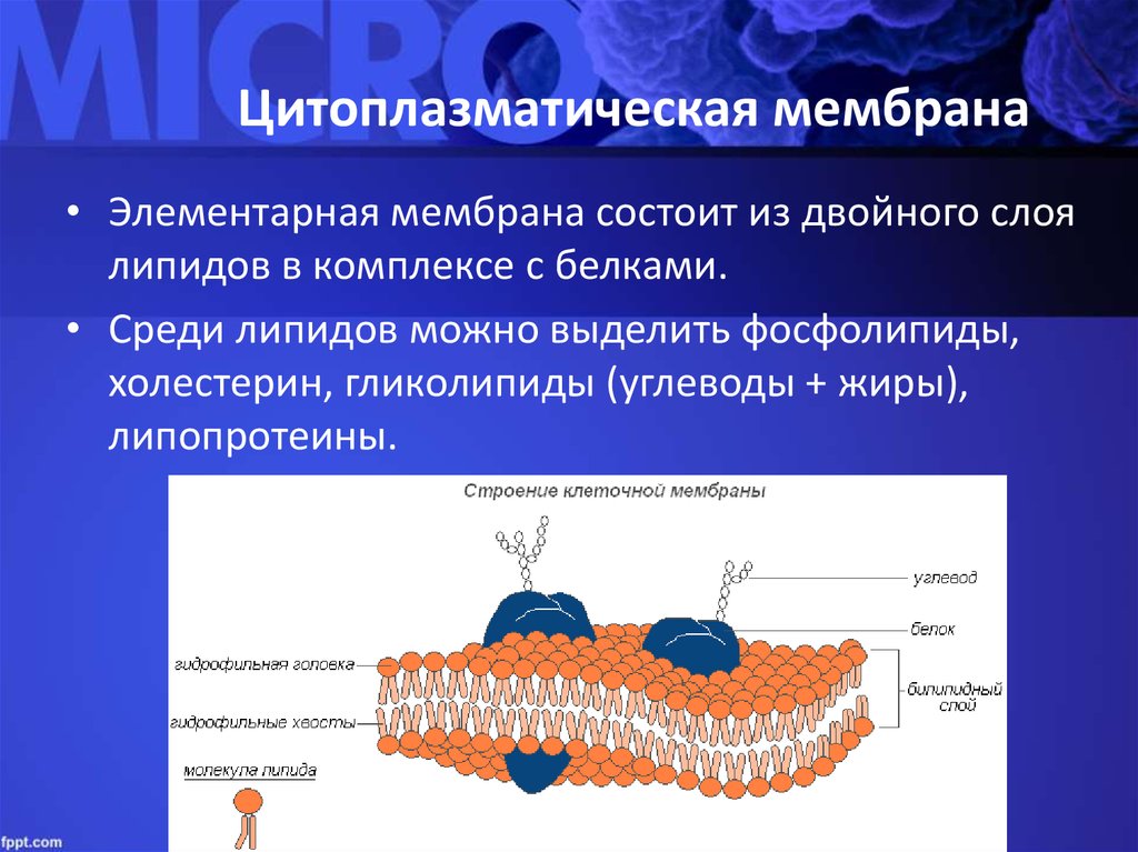 Синтез липидов мембраны. Строение наружной цитоплазматической мембраны. Строение цитоплазматической мембраны клетки. Цитоплазматическая мембрана плазмалемма. Строение цитоплазматической мембраны.