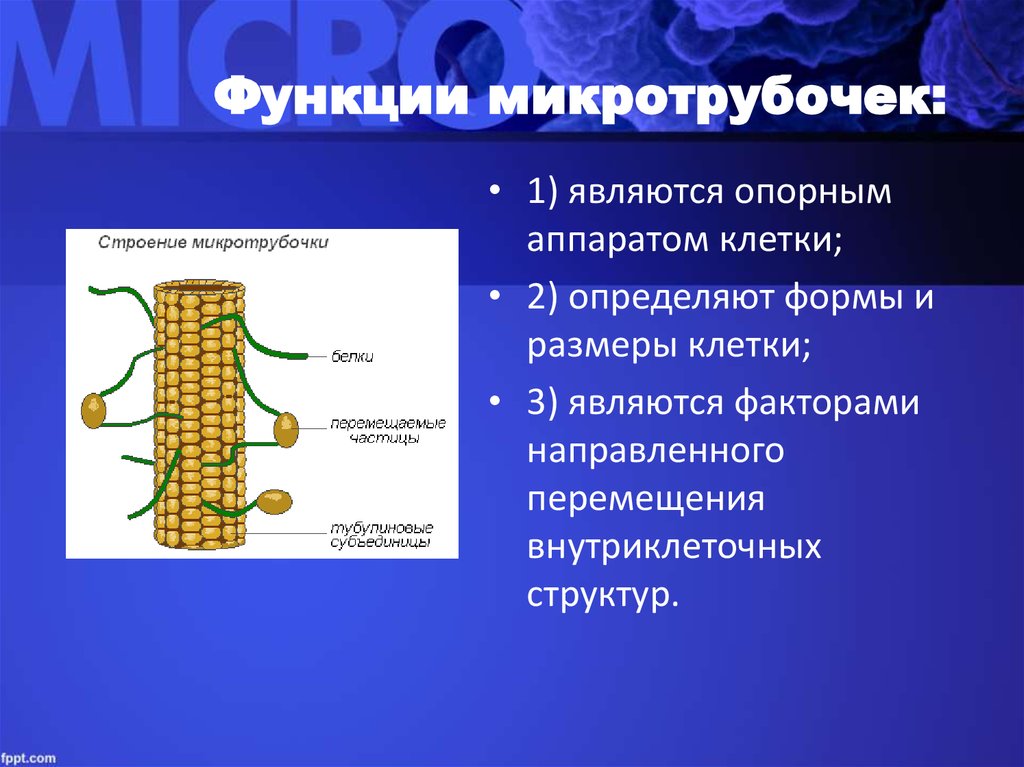 Микротрубочки в какой клетке