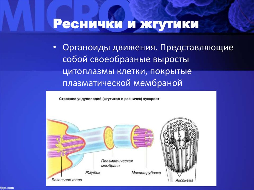Органеллы передвижения. Органеллы движения реснички строение и функции. Реснички структура и жгутика клетки. Органоиды движения реснички и жгутики функции и строение.