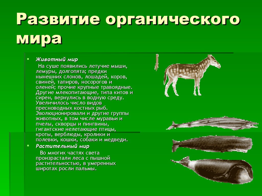 Краткая история развития органического мира презентация