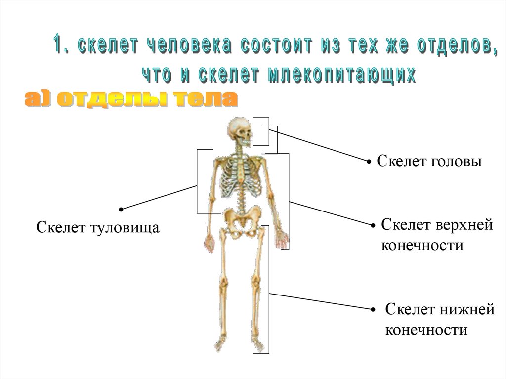 Отделы человека. Строение скелета отделы скелета. Строение скелета осевой скелет. Добавочный скелет схема. Осевой и добавочный скелет человека анатомия.