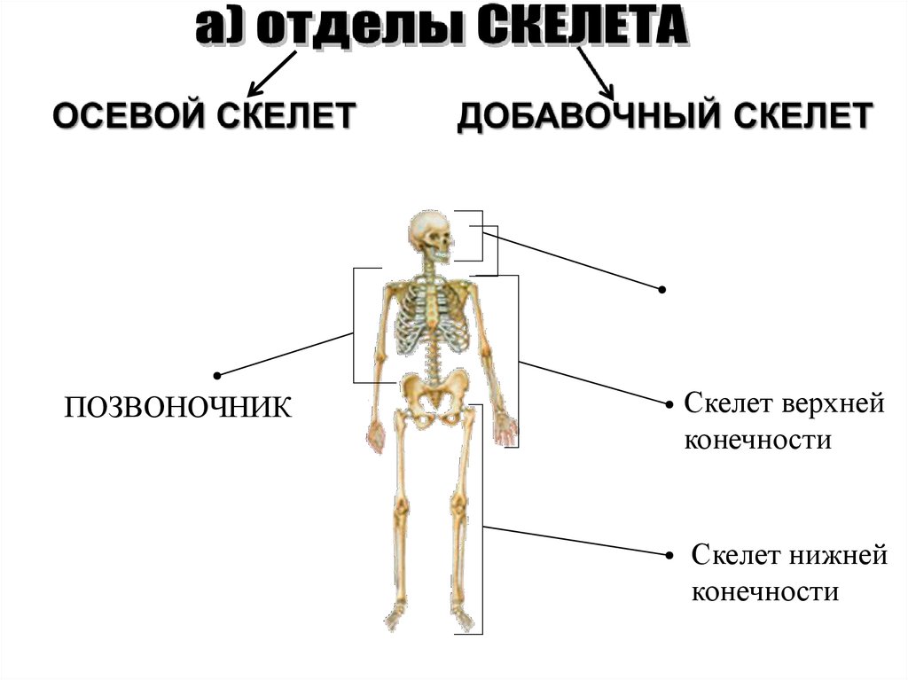 Перечислите отделы скелета. Строение добавочного скелета. Осевой отдел скелета. Строение осевого скелета. Осевой скелет добавочный скелет.