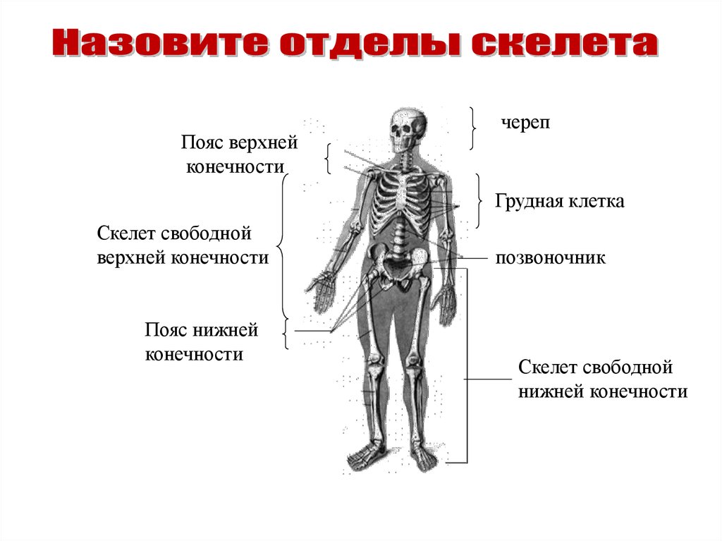 Отделы человека. • Перечислить основные отделы скелета. Пояса конечностей отделы скелета. Назовите отделы скелета свободной нижней конечности. Отделы скелета верхней конечности.