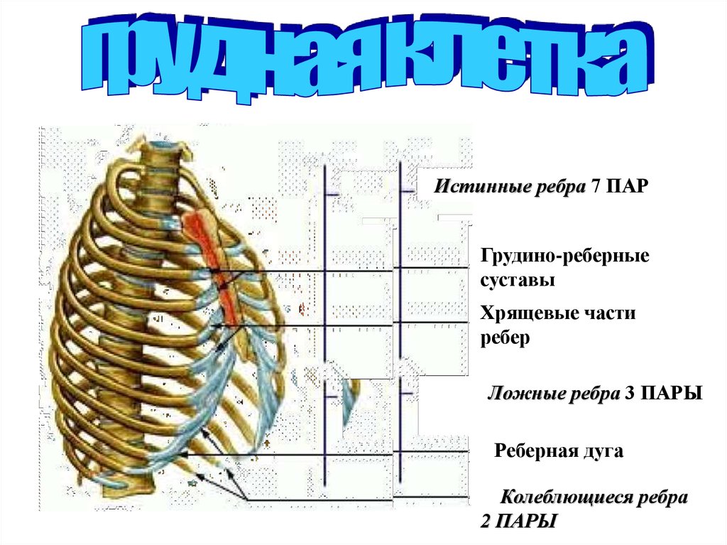 К какому отделу организма человека относится изображенный на рисунке орган