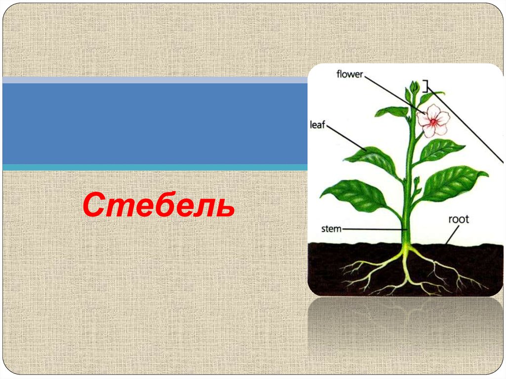 Стебель биология. Стебель презентация. Прямой стебель. Анатомия стебля - презентация.