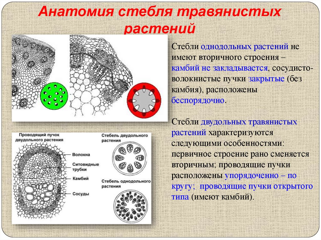 Какую функцию выполняют сосуды у растений впр. Анатомическое строение стебля травянистых двудольных растений. Строение стебля травянистого двудольного растения. Строение травянистого стебля однодольных. Анатомическое строение травянистого стебля однодольного растения.