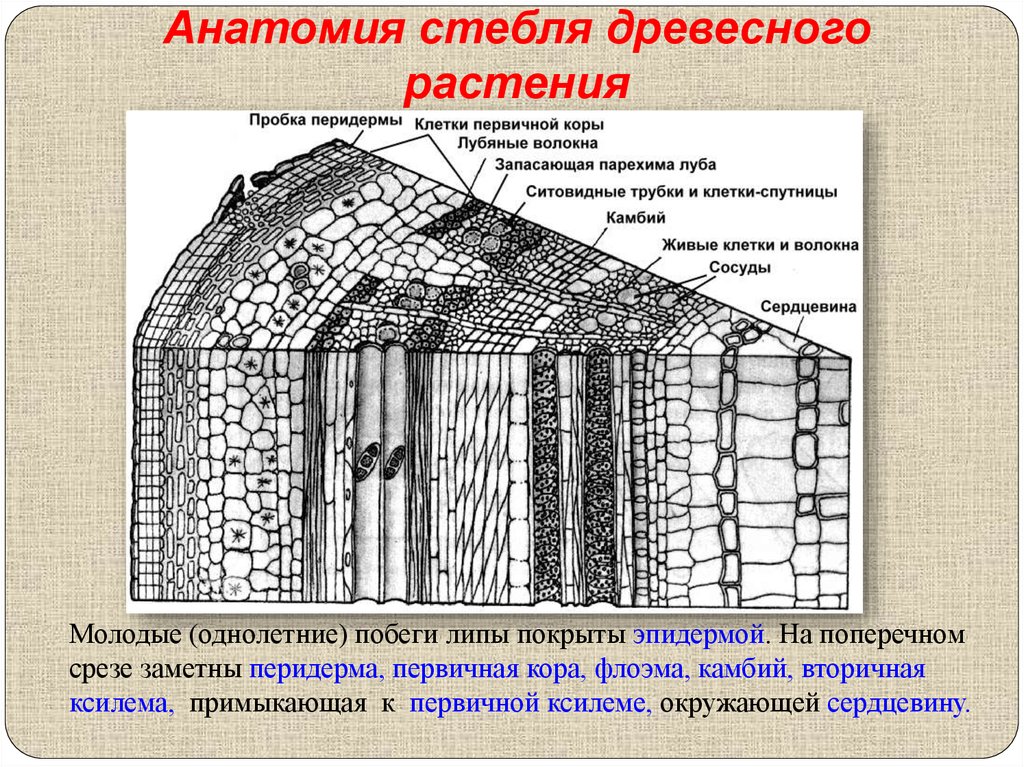 Стебель камбий древесина. Перидерма стебля липы. Феллоген (пробковый камбий). Флоэма стебля древесного растения. Пробковый камбий (перидерма).