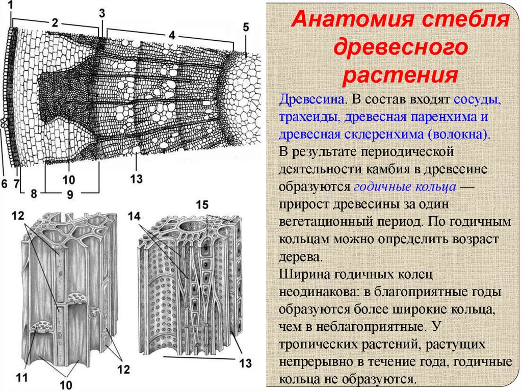 Какая функция у сосудов стебля