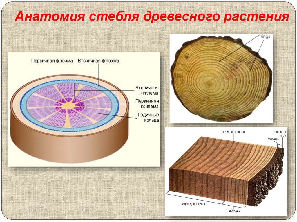 Строение стебля древесного растения. Строение древесного стебля. Структуры стебля древесного растения. Ядро и заболонь.