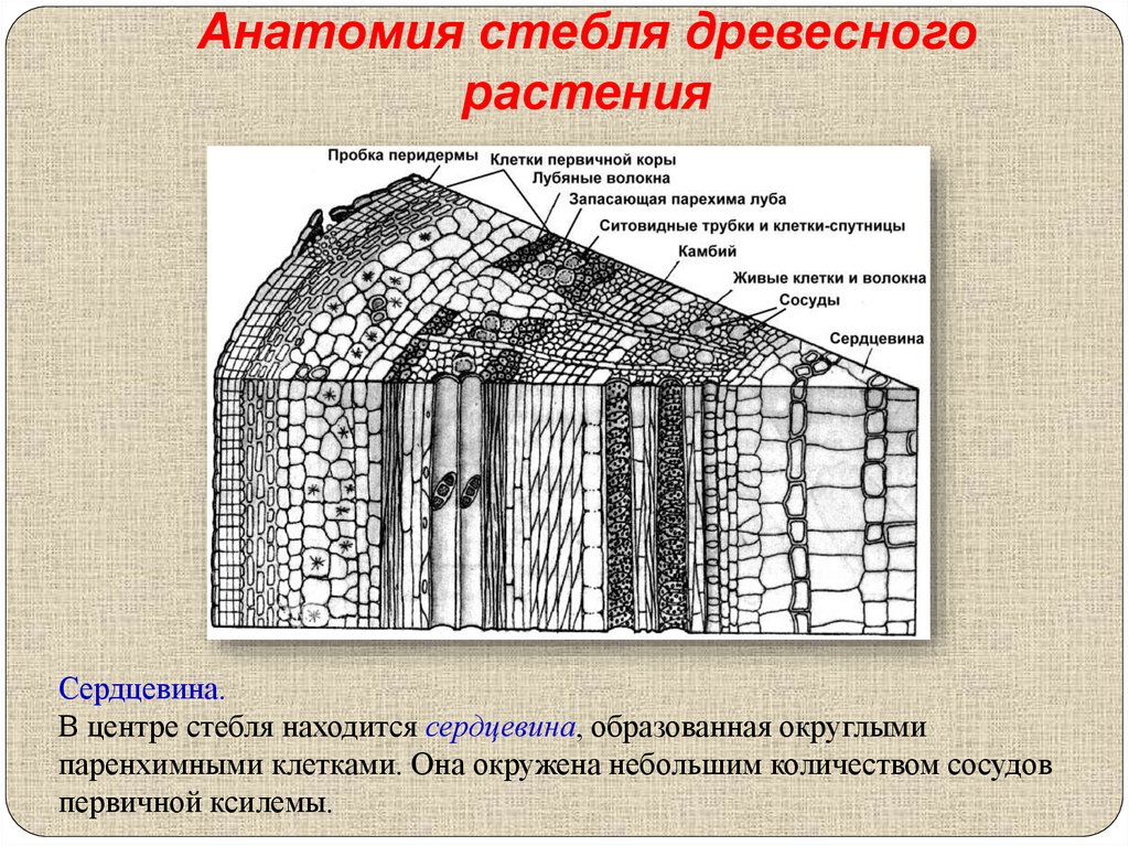 Сердцевина стебля. Сердцевина древесного растения. Стебель древесного растения. Нодальная анатомия стебля.