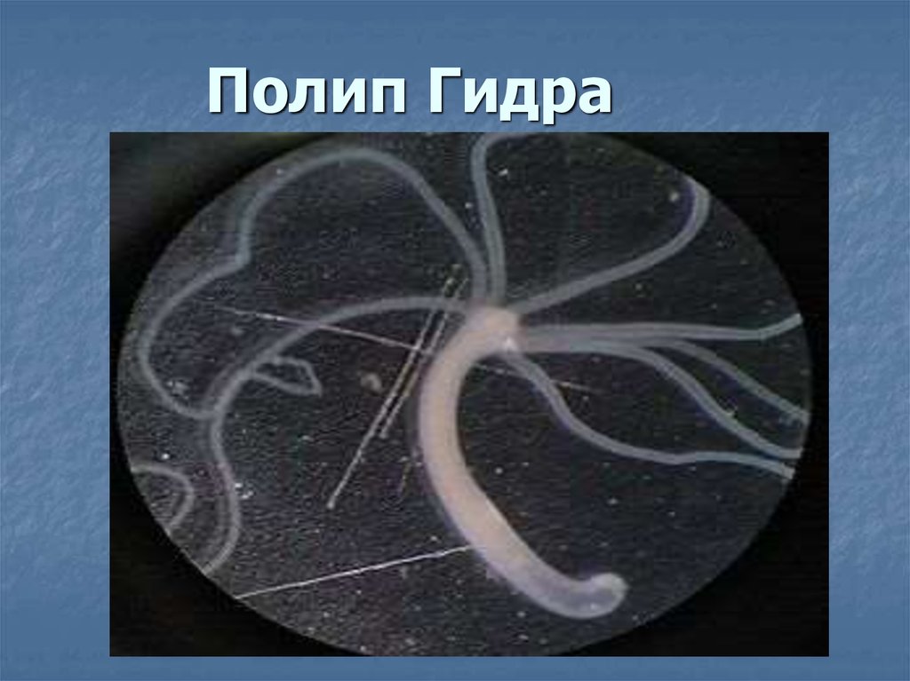 Полип Гидра