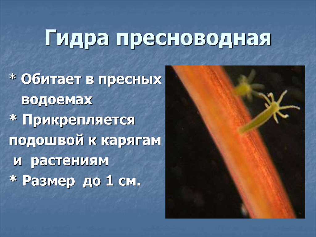 Пресноводная гидра. Среда обитания пресноводной гидры. Гидра Пресноводная. Пресноводная гидра обитает. Гидра обитает в пресных водоемах.