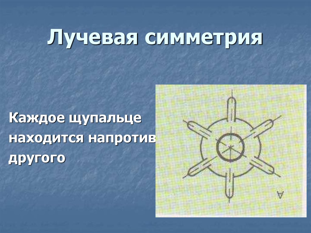 Животные с радиальной симметрией. Лучевая и радиальная симметрия. Лучевая симметрия гидры. Лучевая симметрия геометрия. Simetria Radial.