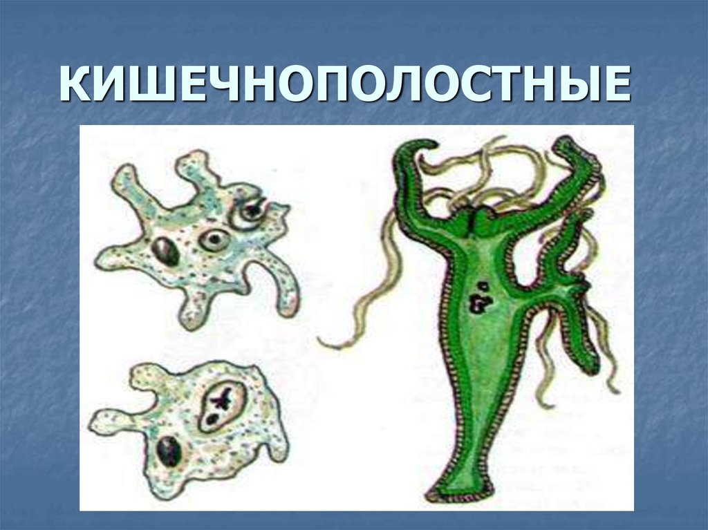 Кишечнополостные биология. Кишечнополостные. Кишечнополостные представители. Кишечнополостные изображение.