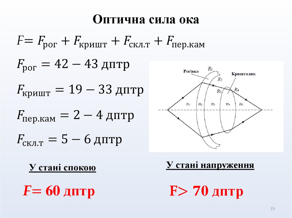 Оптична сила ока