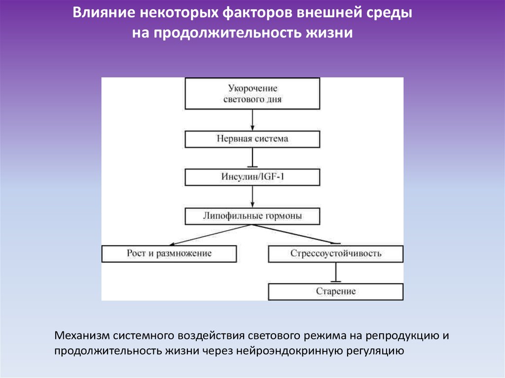 Системное влияние. Механизмы системного времени.